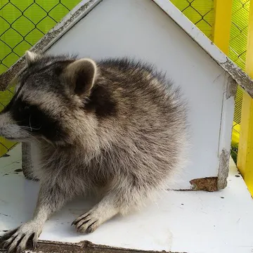 Фото бізнесу Дім Єнотів Львів (Raccoon's house)