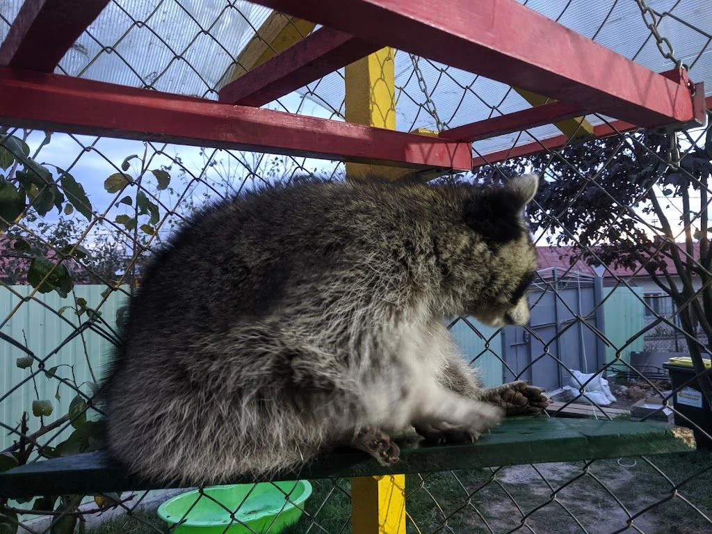 Дім Єнотів Львів (Raccoon's house) — фото 3