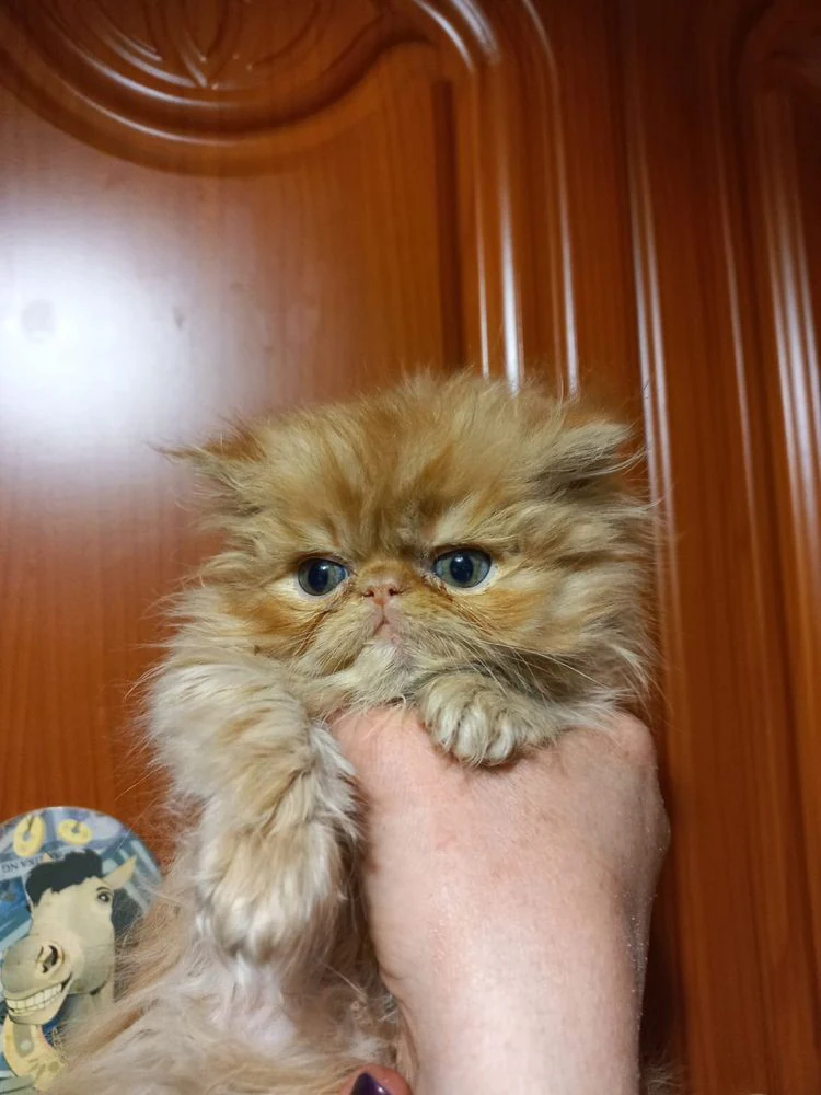 Персидский мальчик