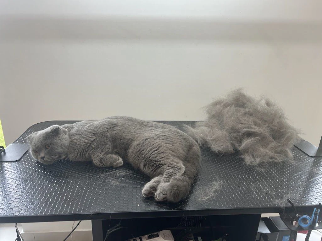 Грумінг салон "Fluffy Groom" — фото 5