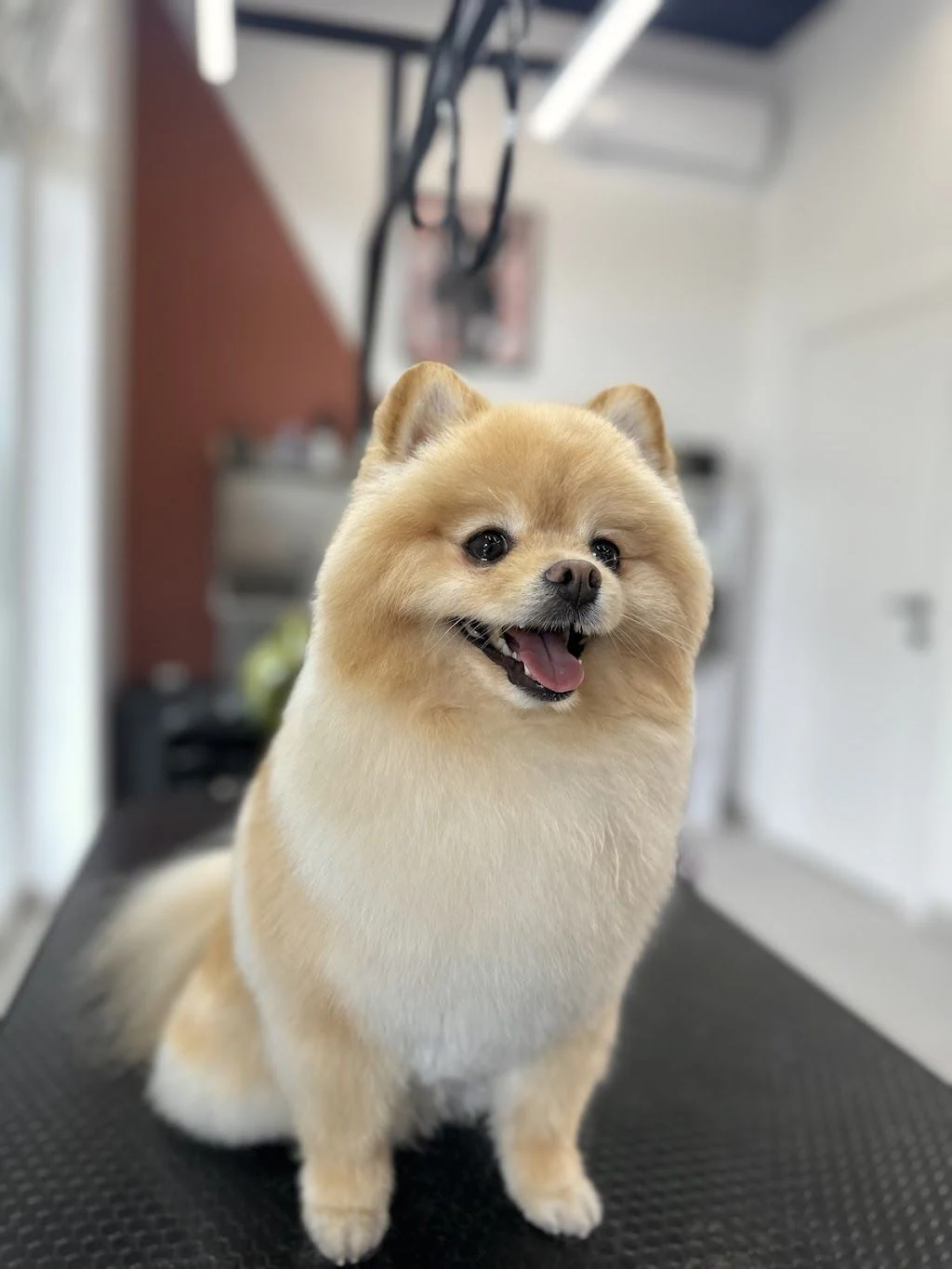 Грумінг салон "Fluffy Groom" — фото 2