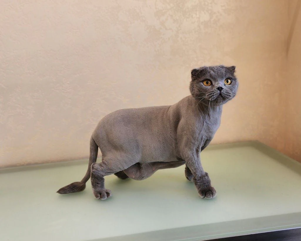 Грумінг салон "MixGroom" — фото 3