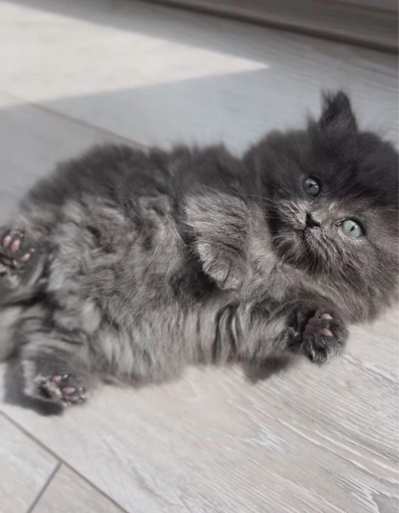Шикарне кошеня хайленд.