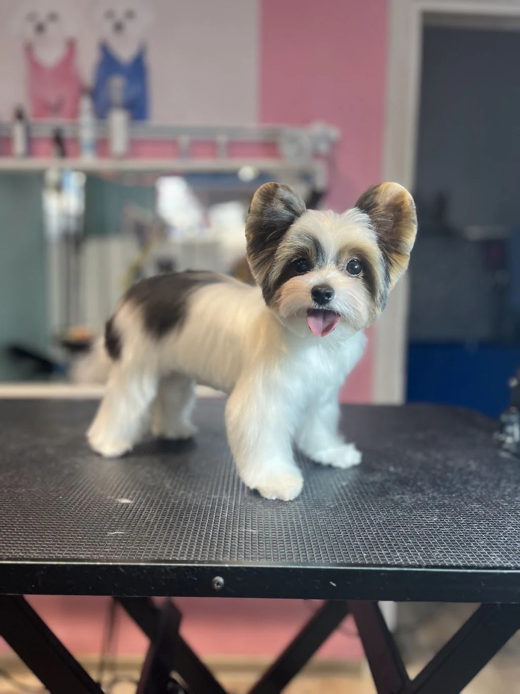 Груминг салон "BluePink Grooming Salon" — фото 2