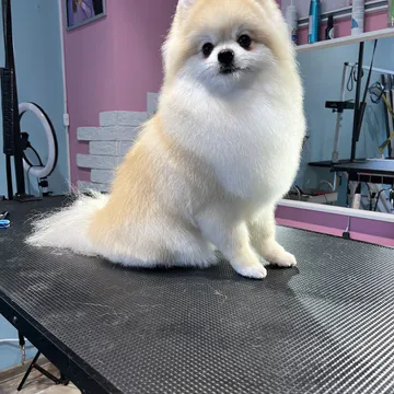 Фото бізнесу Груминг салон "BluePink Grooming Salon"