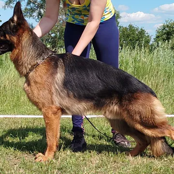 Фото бізнесу Розплідник німецьких вівчарок "Treues Herz"