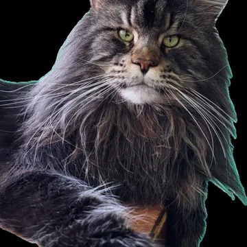Фото бізнесу Розплідник Мейн-Кунів "OdeSeaCat"