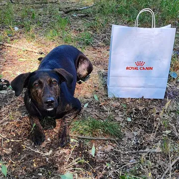 Фото бізнесу Кінологічний центр "Кронос"