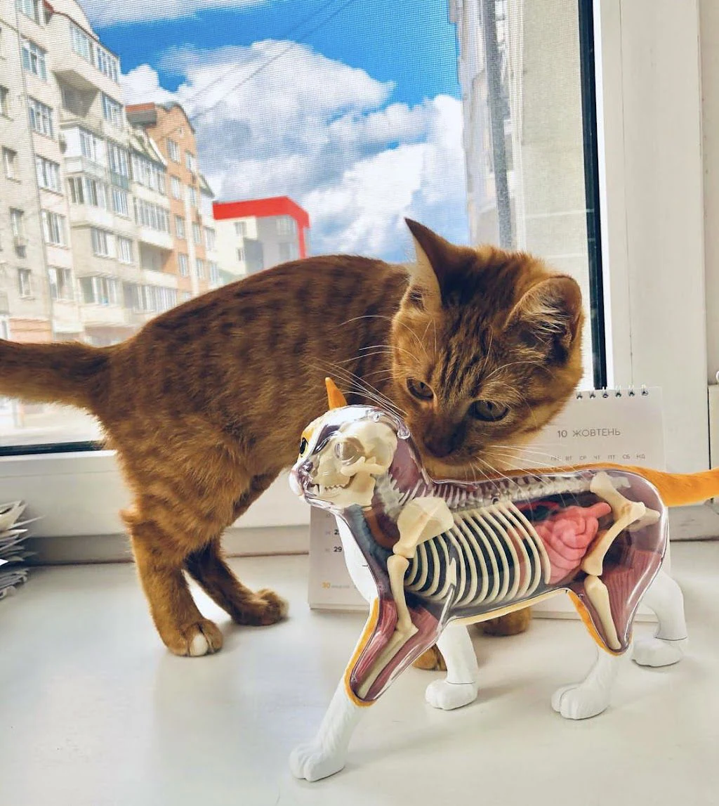 Ветеринарна клініка "Pet Friendly" — фото 3