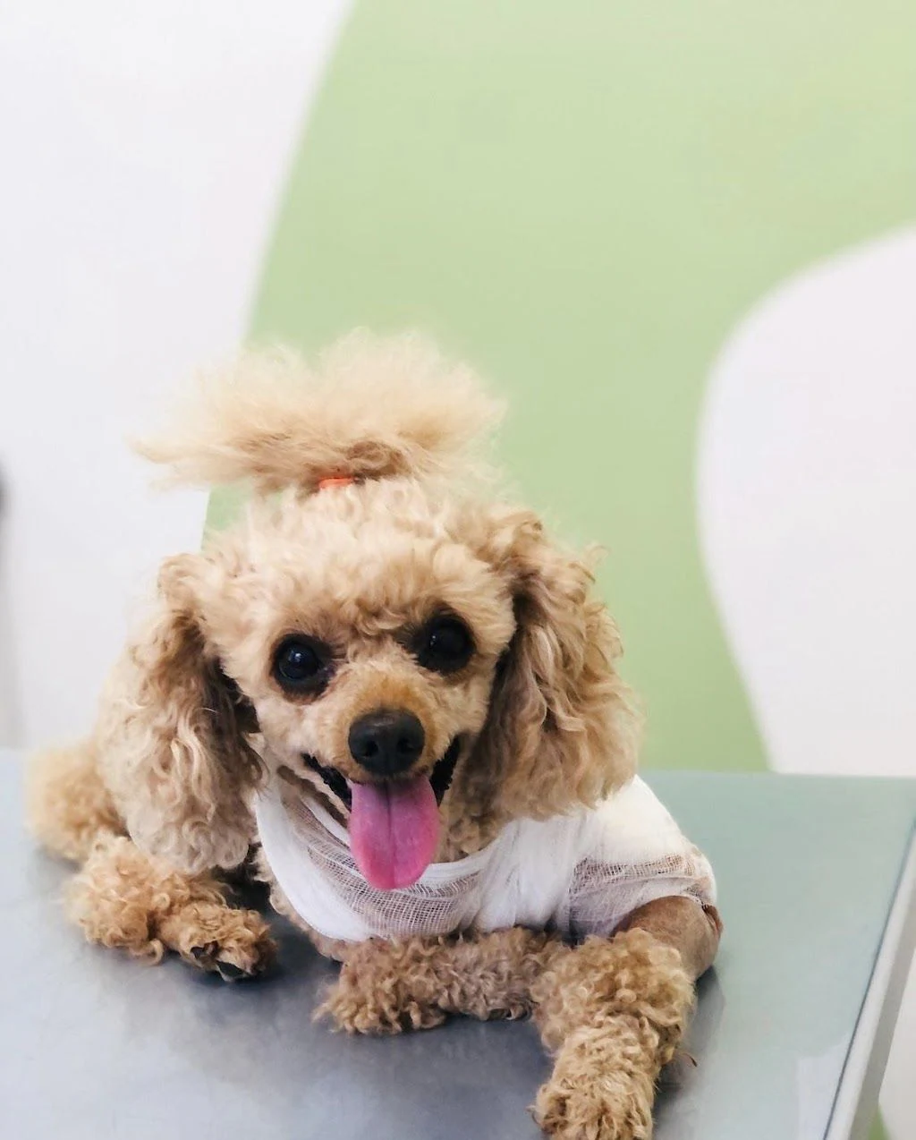 Ветеринарна клініка "Pet Friendly" — фото 4