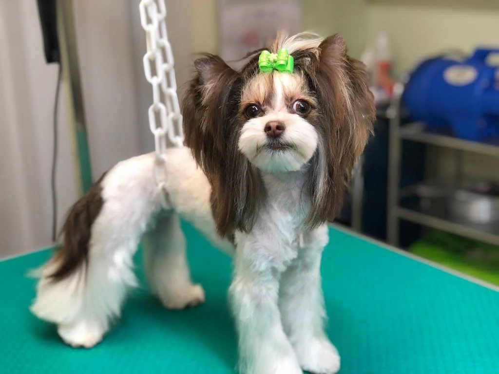 Салон за подстригване на кучета "Happy Puppies Grooming" — фото 4