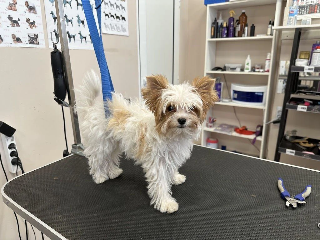 Салон за подстригване на кучета "Happy Puppies Grooming" — фото 3