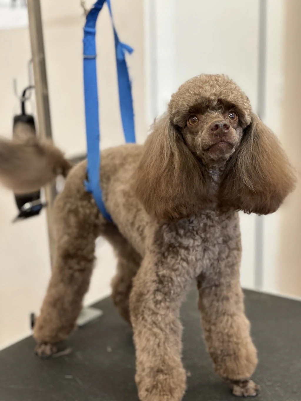 Салон за подстригване на кучета "Happy Puppies Grooming" — фото 2