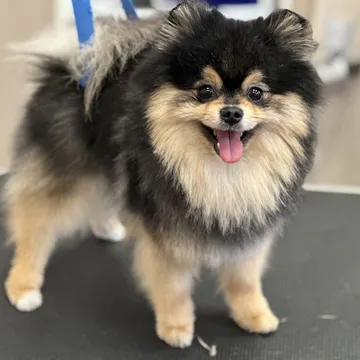 Фото бізнесу Салон за подстригване на кучета "Happy Puppies Grooming"
