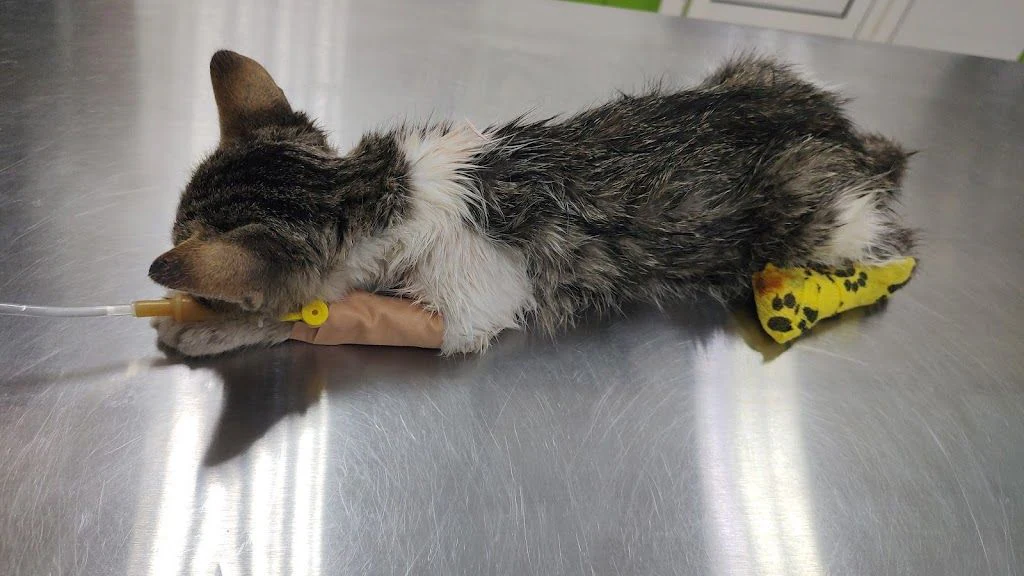 Ветеринарен кабинет и лаборатория д-р Николова “Vet Animal Health” — фото 3