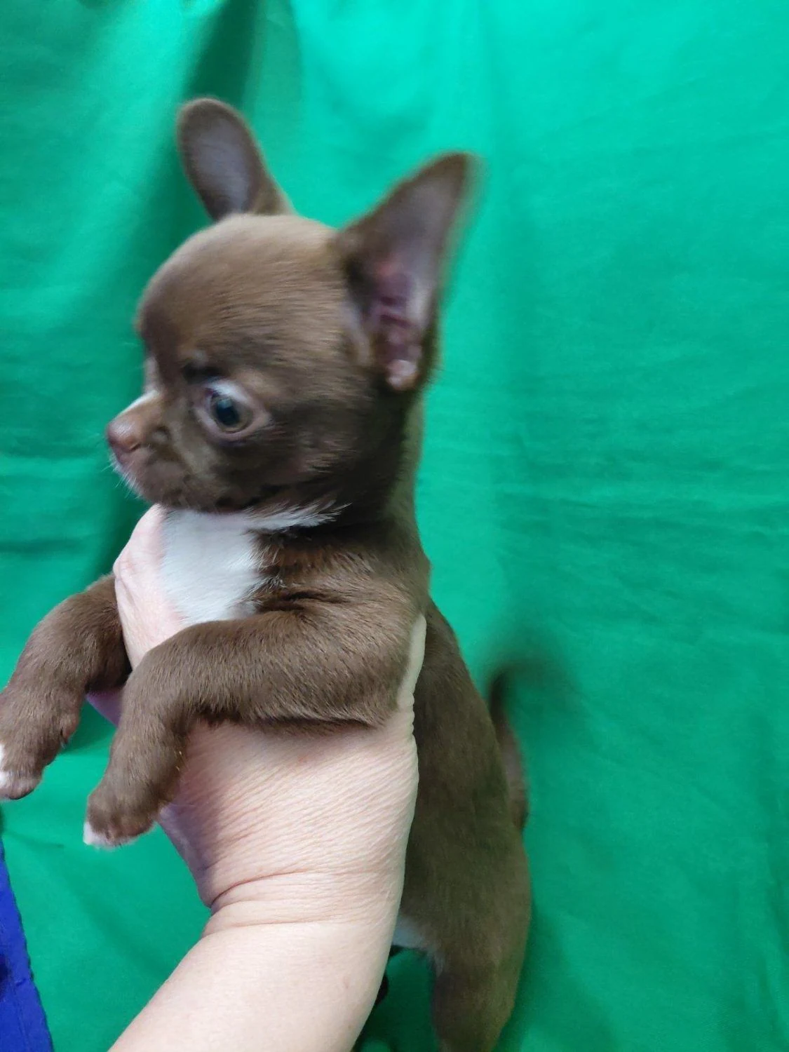 Чихуахуа: Шоколадна красуня шукає родину