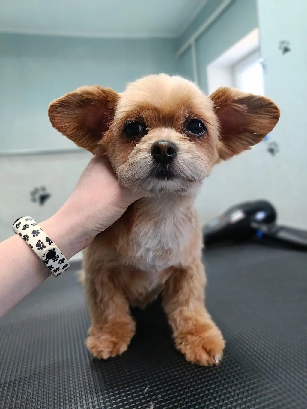 Грумінг-салон "Smile Groom" — фото 3
