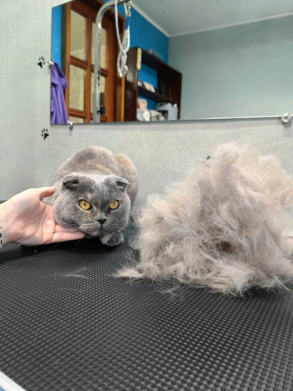 Грумінг-салон "Smile Groom" — фото 4