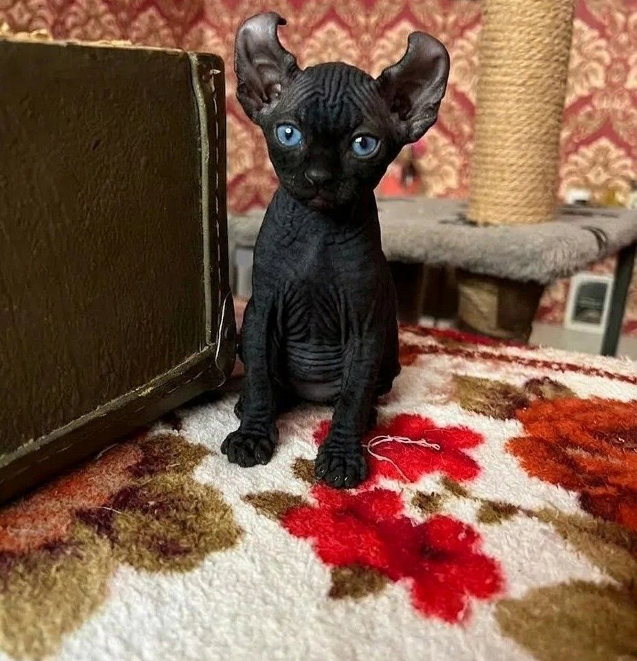 Кошеня хлопчик конадський Сфінкс