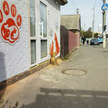 Фото бізнесу Зоотовари "Лапа"