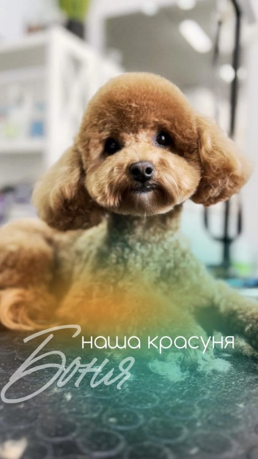 Зоосалон "У Момо" — фото 5