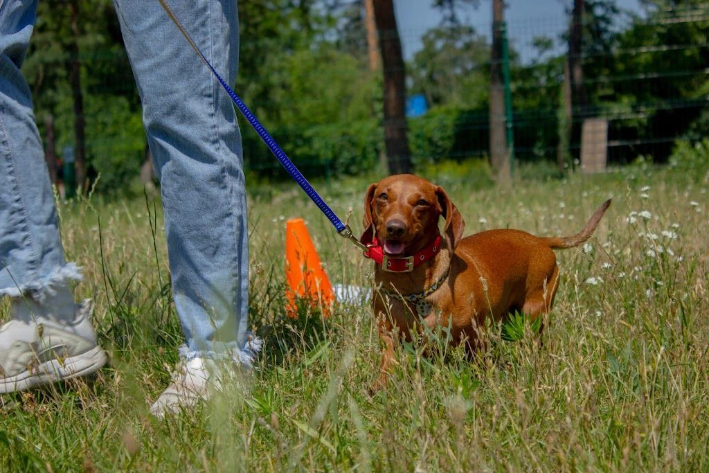 Дресирування собак "MaliGuards Club K9" — фото 4