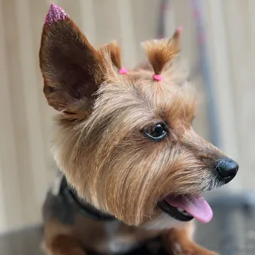 Фото бізнесу Грумінг салон "Magic dog"