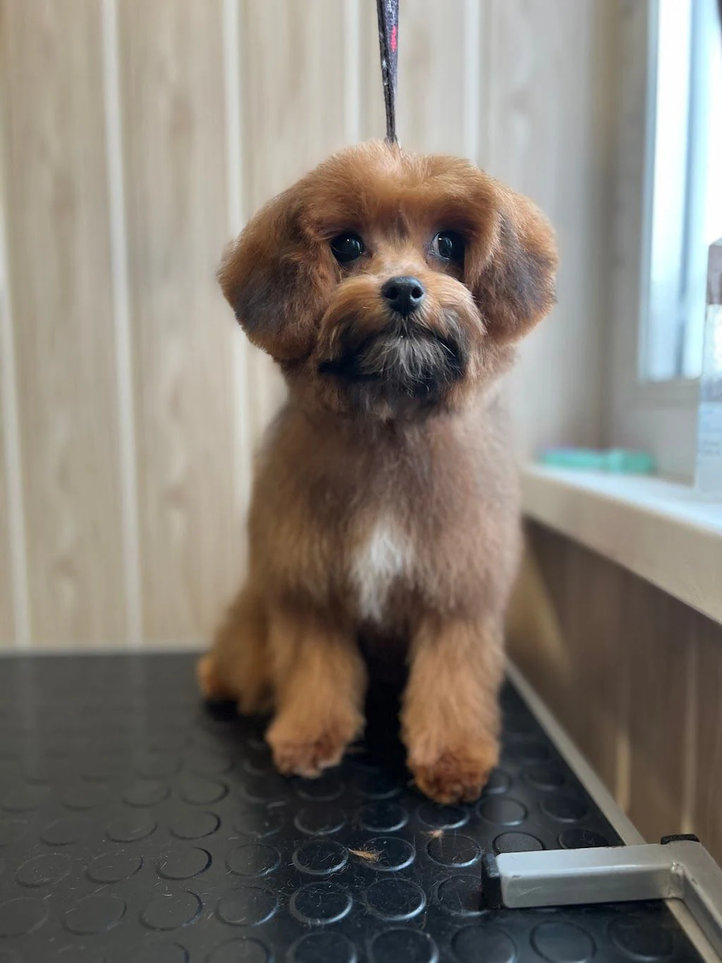 Грумінг салон "Magic dog" — фото 4