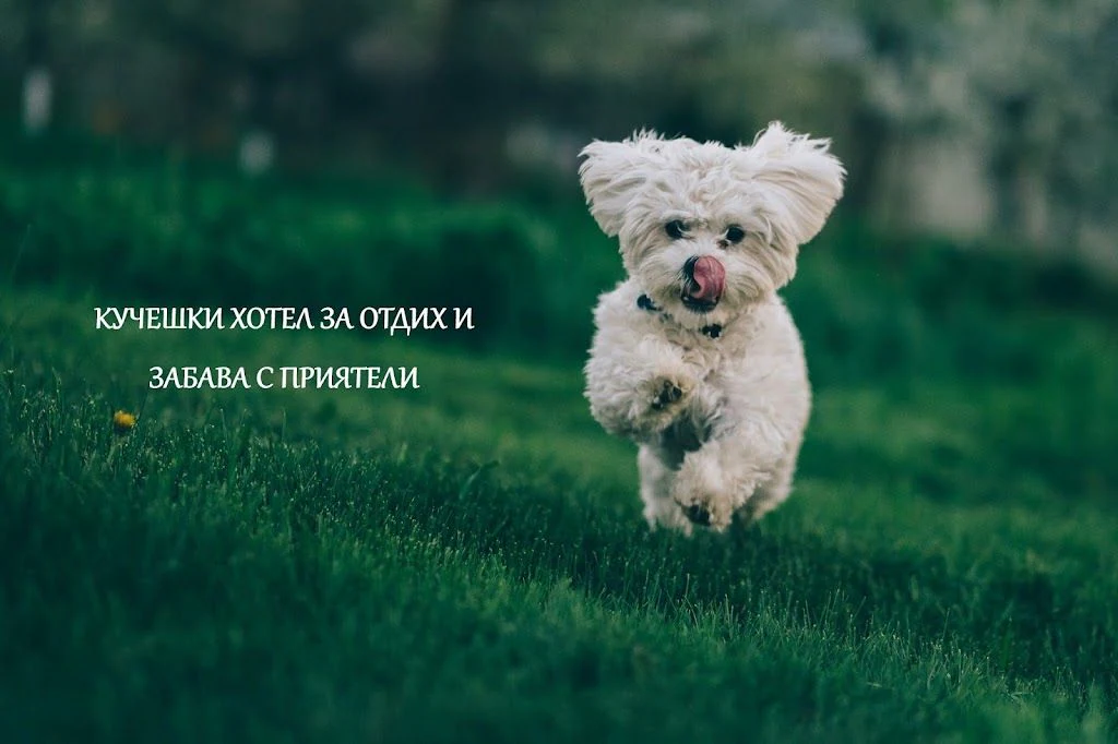 Хотел за кучета „Инстинкт“ — фото 2