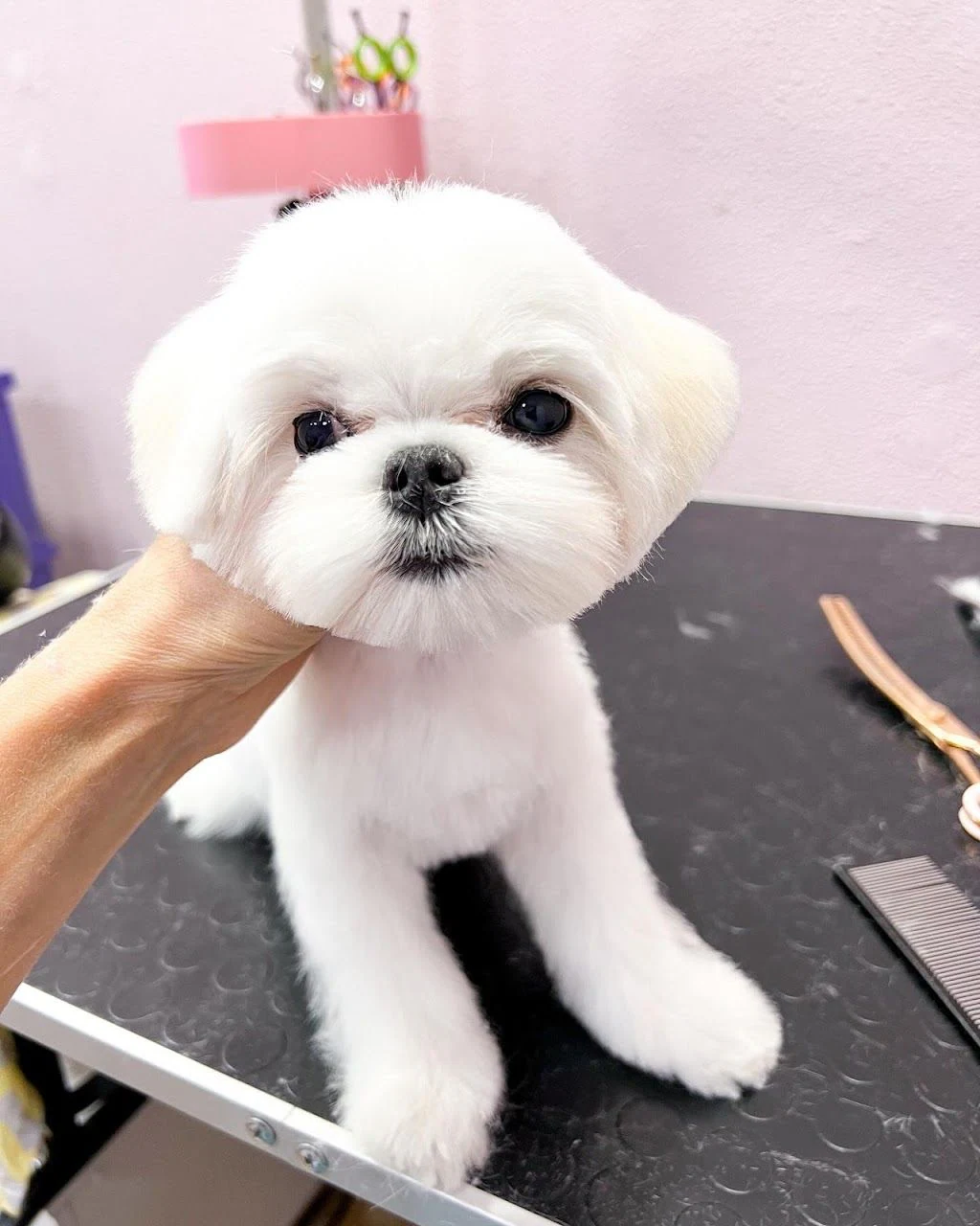 Грумінг салон "CandyGroom" — фото 3