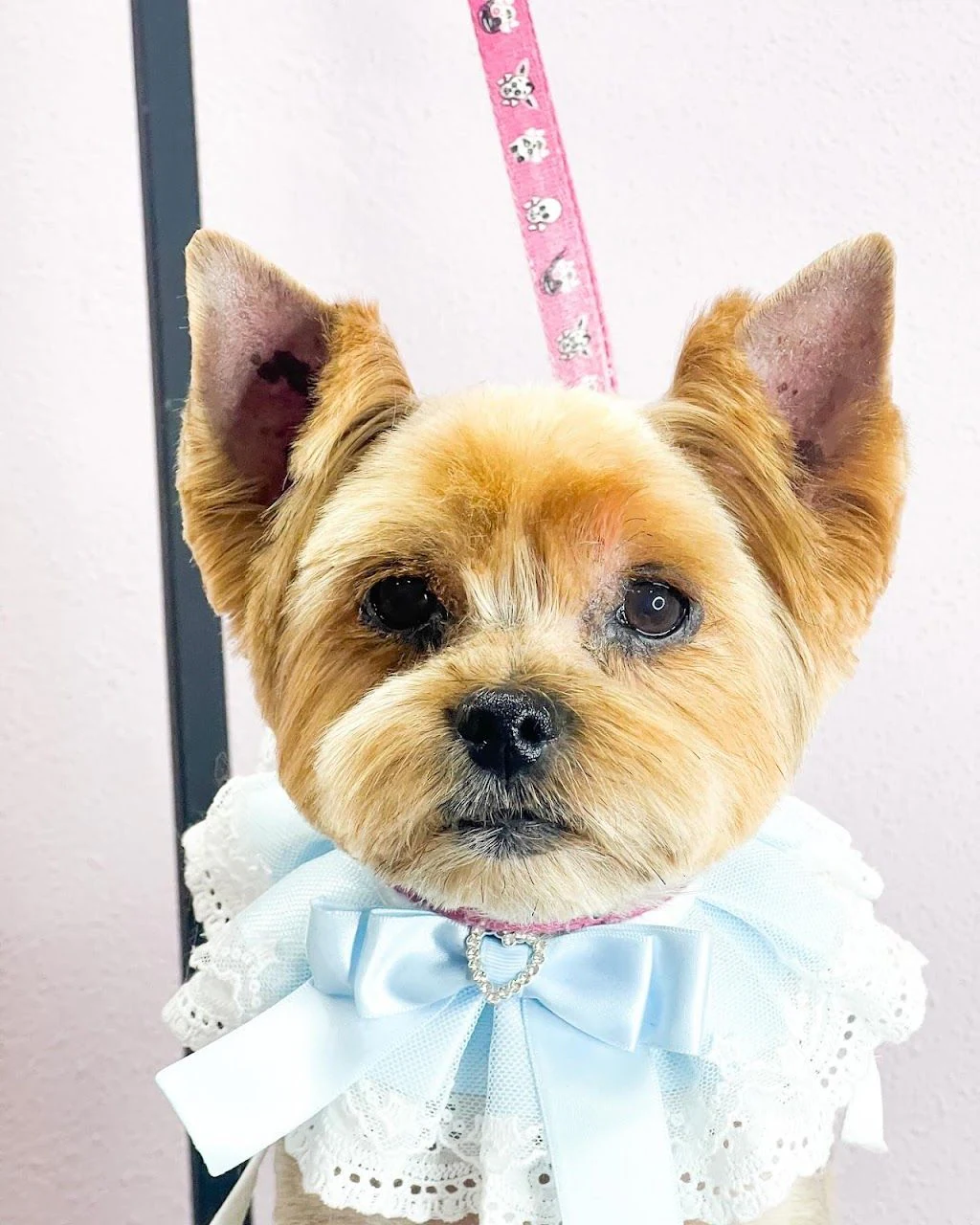 Грумінг салон "CandyGroom" — фото 2