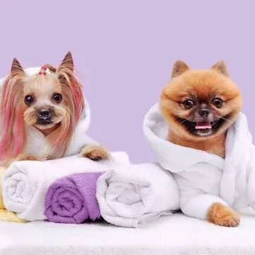 Фото бізнесу Грумінг салон "CandyGroom"