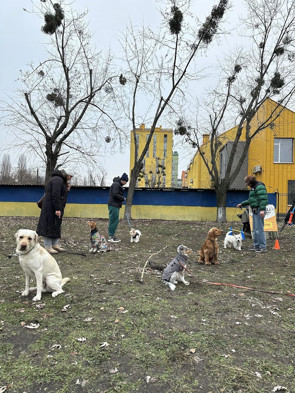Дресирування собак "MaliGuards Club K9" — фото 5