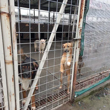 Фото бізнесу "Общински приют Горни Богров"