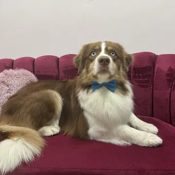 Фото бізнесу Груминг салон "Goldy Grooming Salon"
