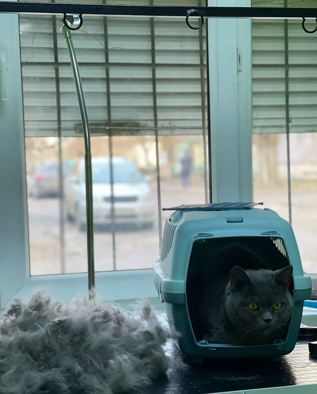 Студія грумінгу "Pet Spa" — фото 4
