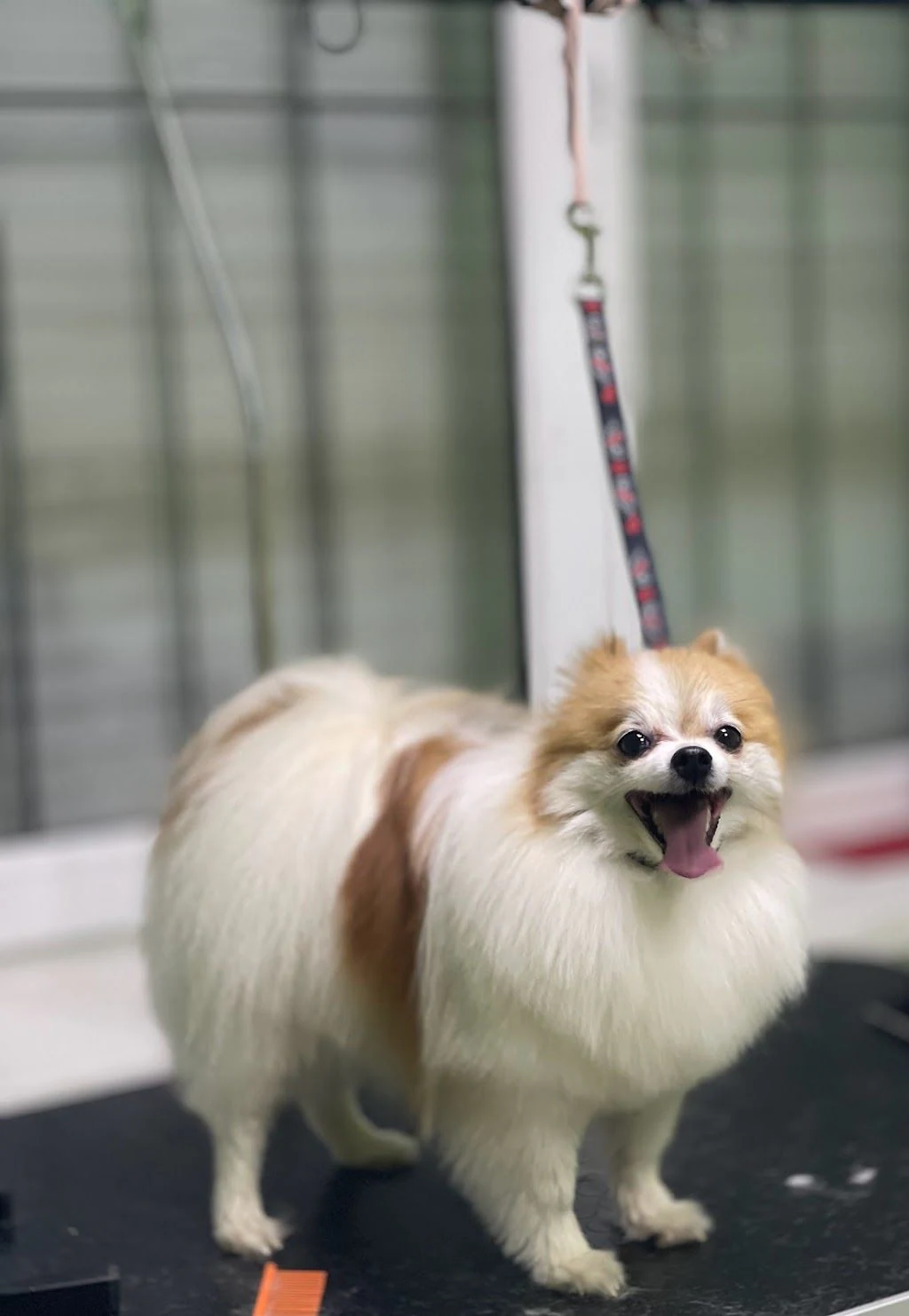 Студія грумінгу "Pet Spa" — фото 2
