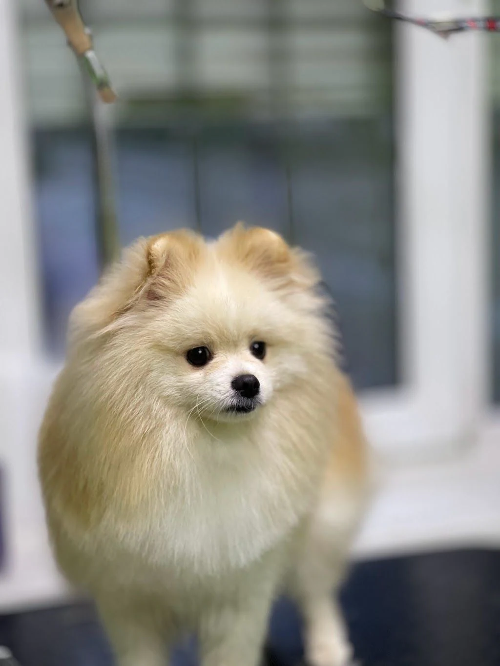 Студія грумінгу "Pet Spa" — фото 3