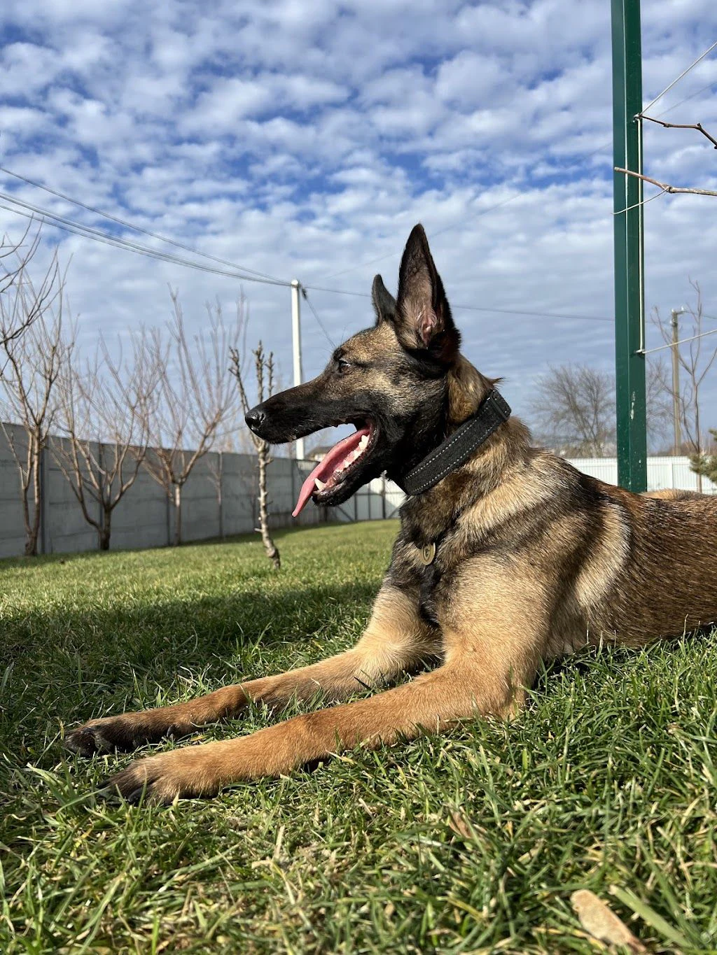 Дресирування собак "MaliGuards Club K9" — фото 3