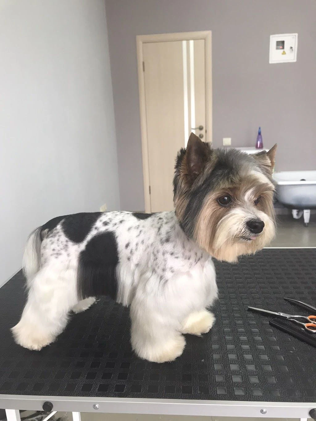 Грумінг салон "Grooming Dog" — фото 2