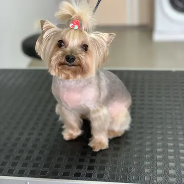Фото бізнесу Грумінг салон "Grooming Dog"