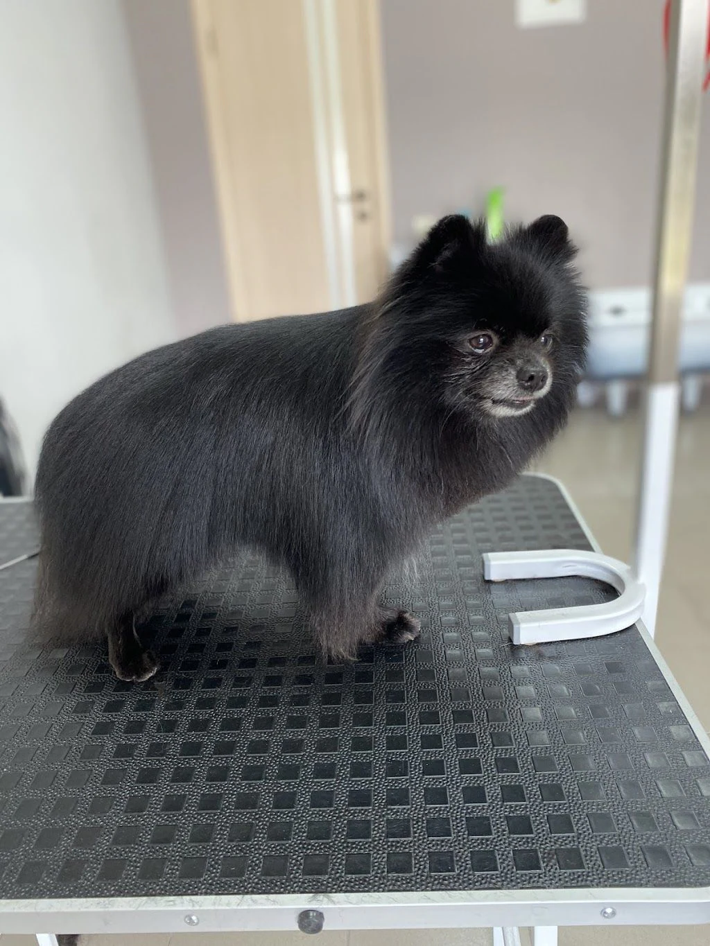 Грумінг салон "Grooming Dog" — фото 5