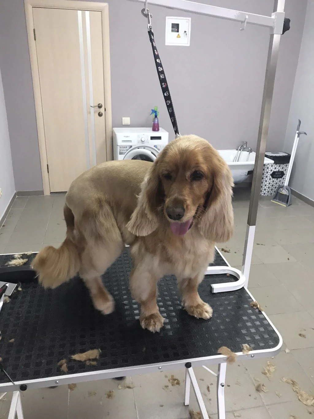 Грумінг салон "Grooming Dog" — фото 3