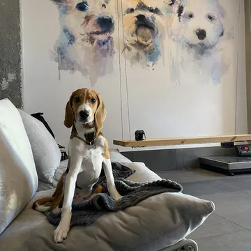 Фото бізнесу Готель та садочок для собак "BarkCamp"