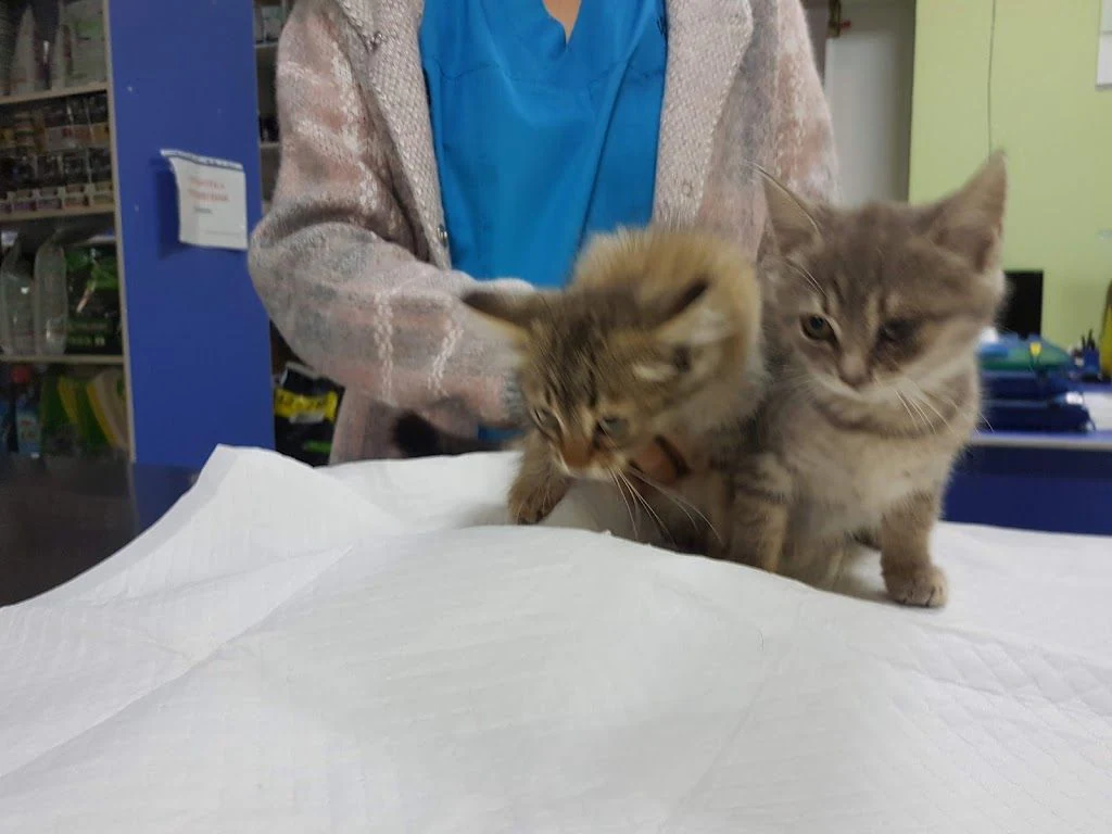 Ветеринарна клініка "ВЕЛЕС" — фото 2