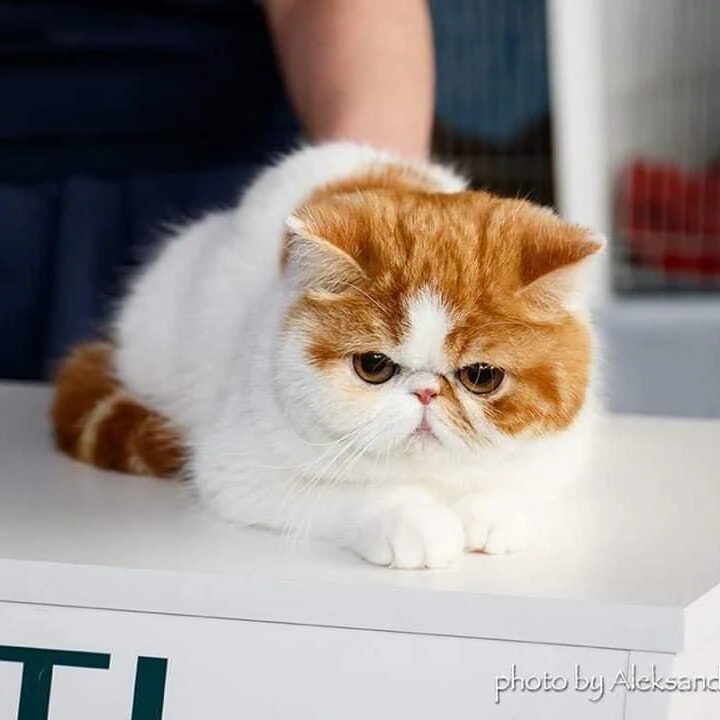 Тваринницька ферма "Donumfatorum Exotic Cats" — фото 2