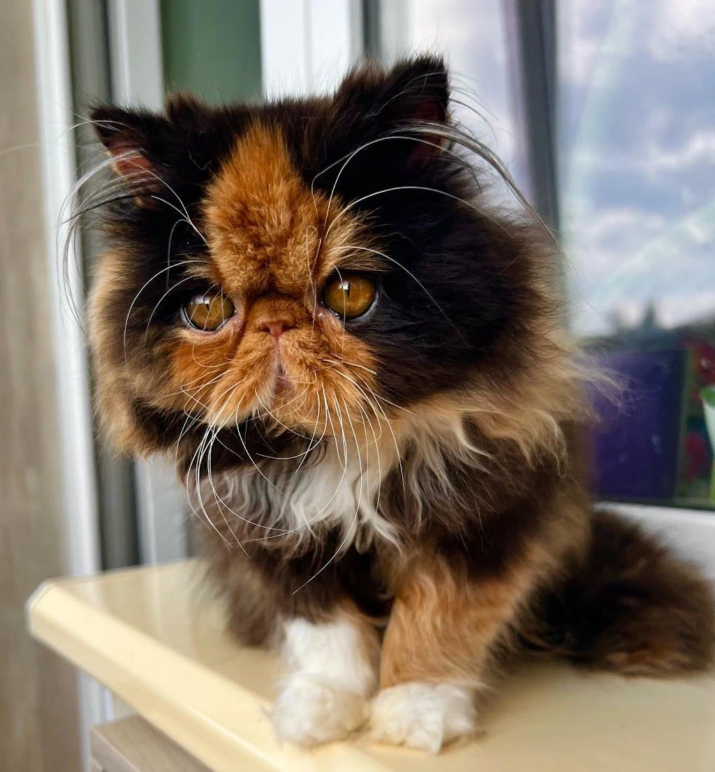 Тваринницька ферма "Donumfatorum Exotic Cats" — фото 5
