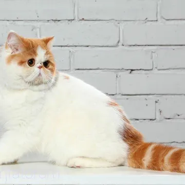 Фото бізнесу Тваринницька ферма "Donumfatorum Exotic Cats"
