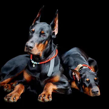Фото бізнесу Розплідник собак "Dobermann Kennel von Lubarts Haus"