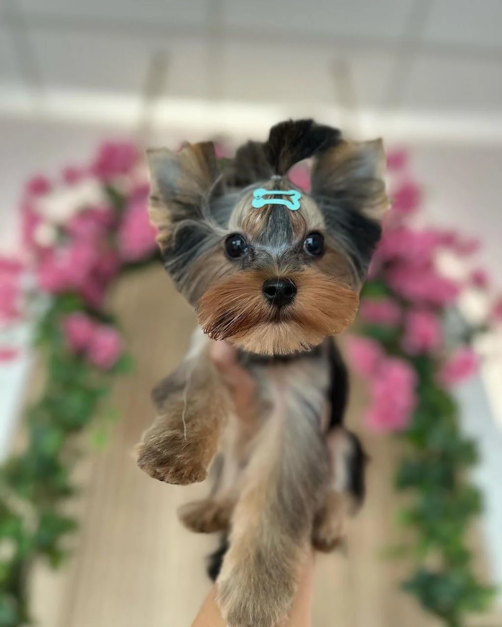 Груминг салон "Fancy Pet" — фото 3
